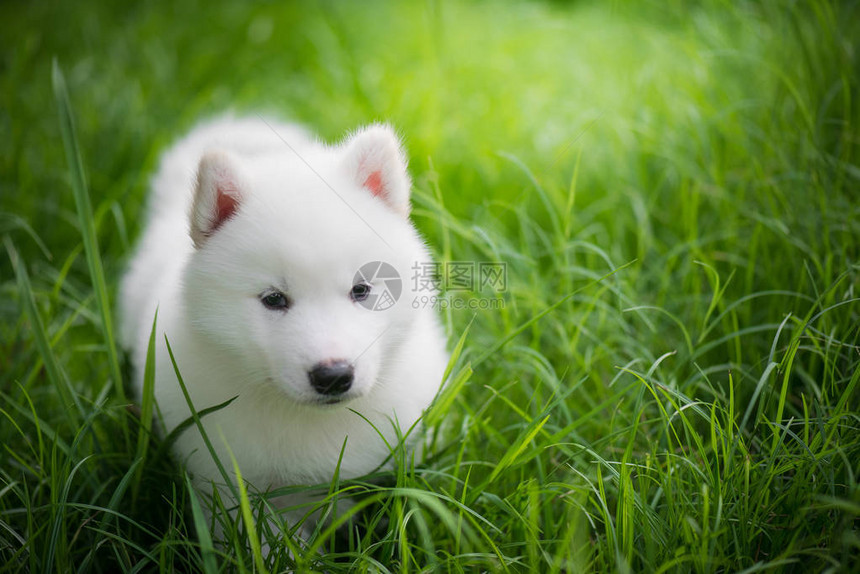 可爱的白西伯利亚人哈斯基小狗在阳光下图片