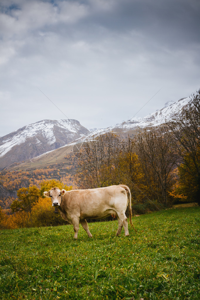 高山景观的奶牛图片