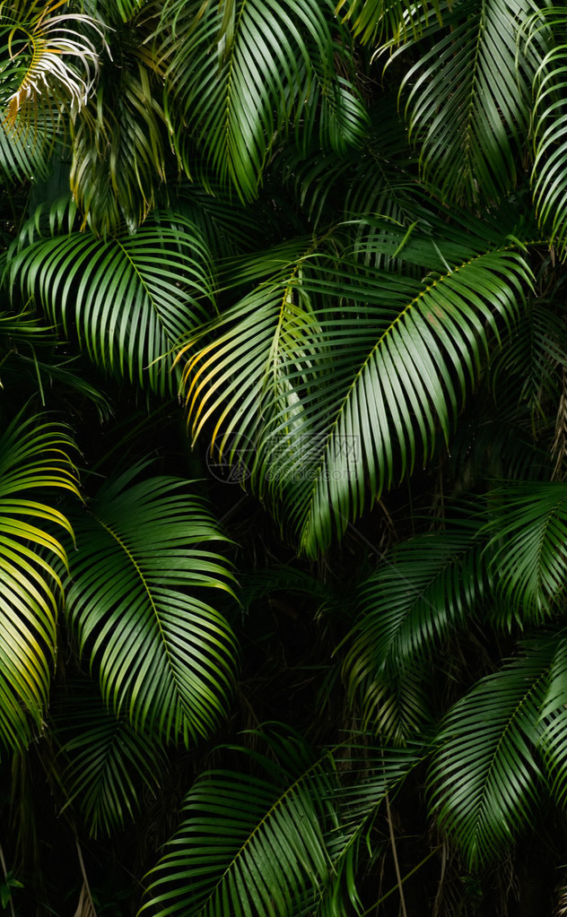 热带地区雨林叶景观图片