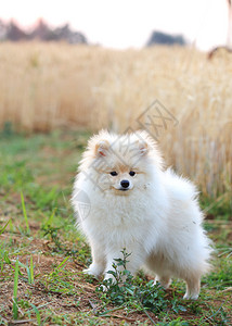 稻田里的白色博美犬小狗图片