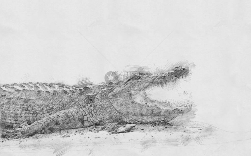 鳄鱼黑白素描用铅笔图片