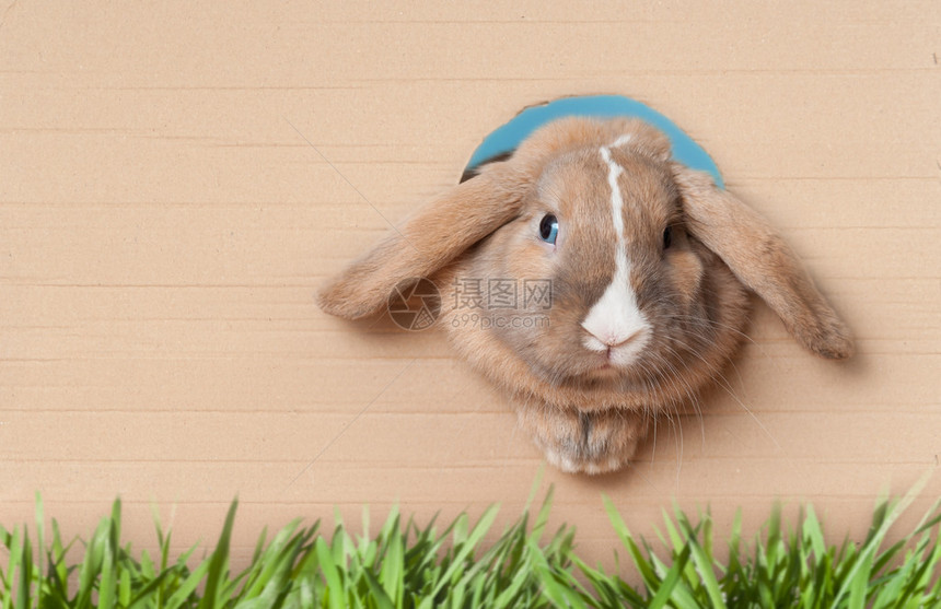 可爱漂亮的兔子从纸板的洞里偷窥出来图片