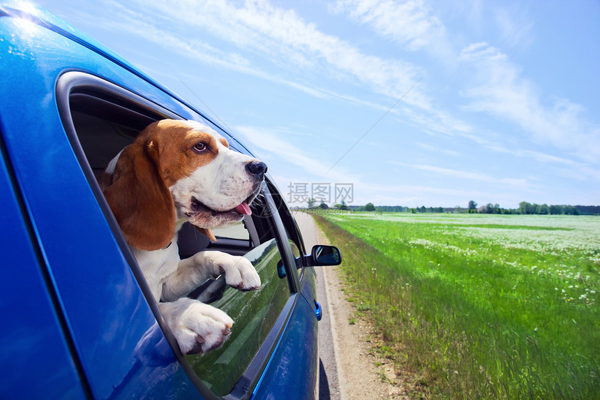 可爱的小猎犬开着蓝色的车旅行图片