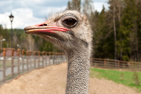 农场的Ostrich肖像图片