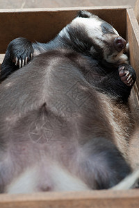 有趣的睡着年轻獾动物图片