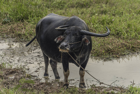 柬埔寨暹粒镇附近街道上的水牛图片