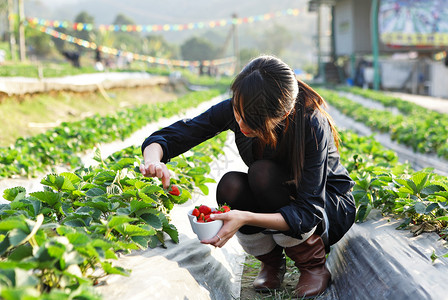 女孩在农场采草莓取乐图片