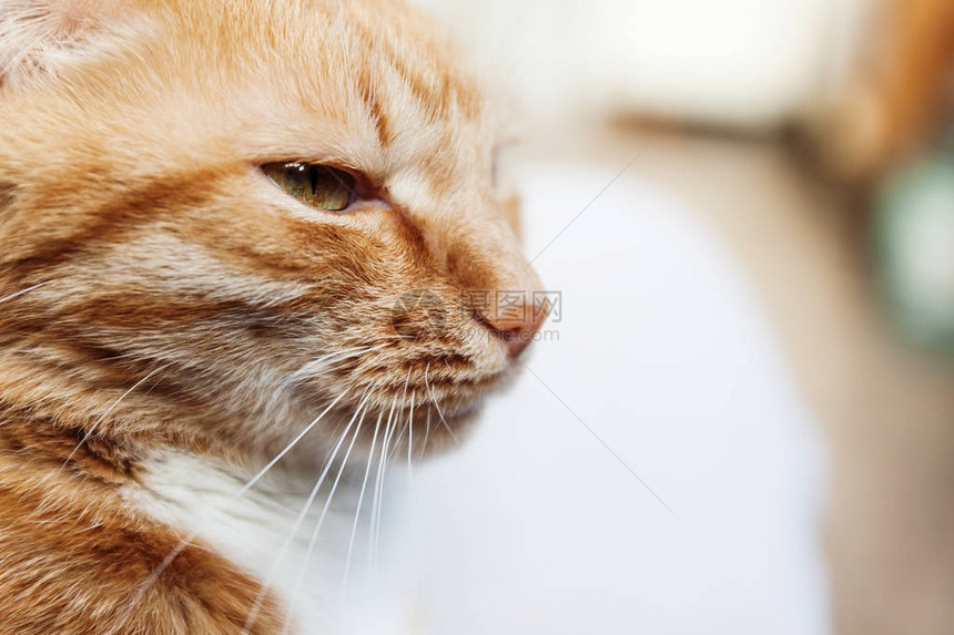 红猫头部的近视肖像在太阳和睡眠中斜图片
