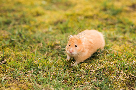 金鼠纳福在绿草坪上行走的仓鼠肖背景