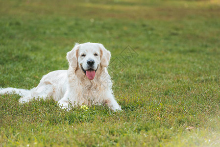 可爱的金毛猎犬躺在公园的草地上图片