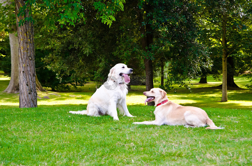 户外绿草地上的两只狗图片