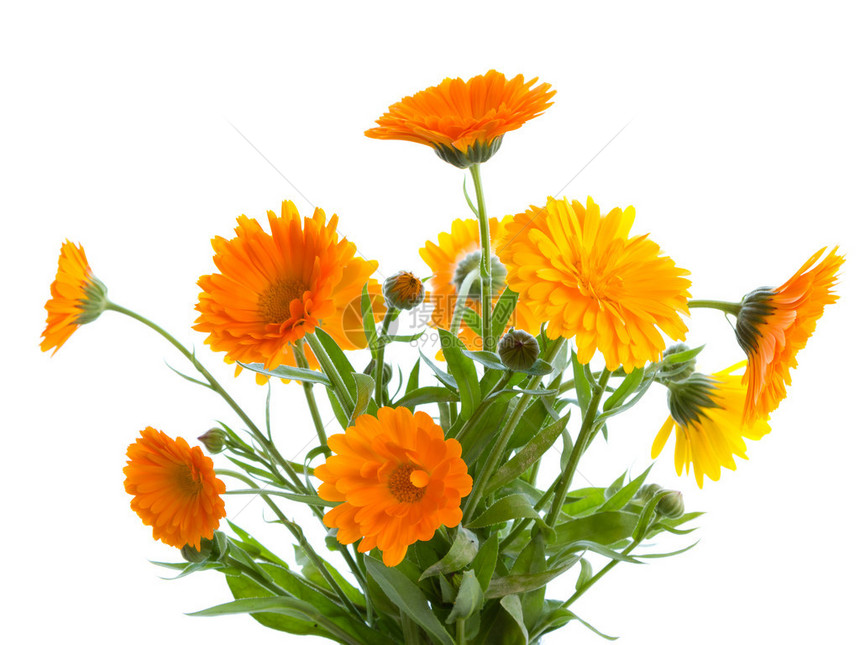 白色背景上的橙色金盏花束药用植物图片