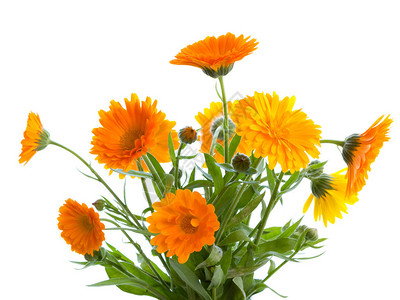 白色背景上的橙色金盏花束药用植物背景图片