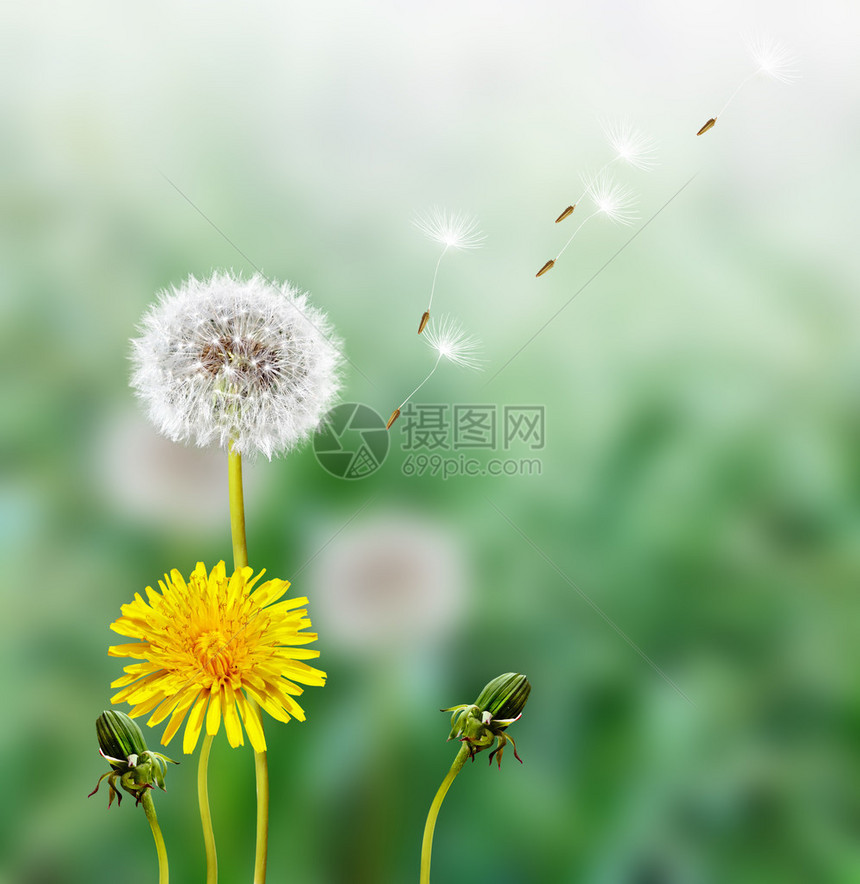 春天的风景与一棵年轻的草蒲公英花图片