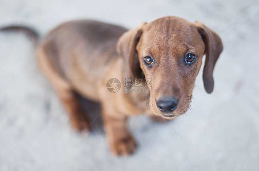 色红的光发达克肖德标准Dachshund小狗动物图片