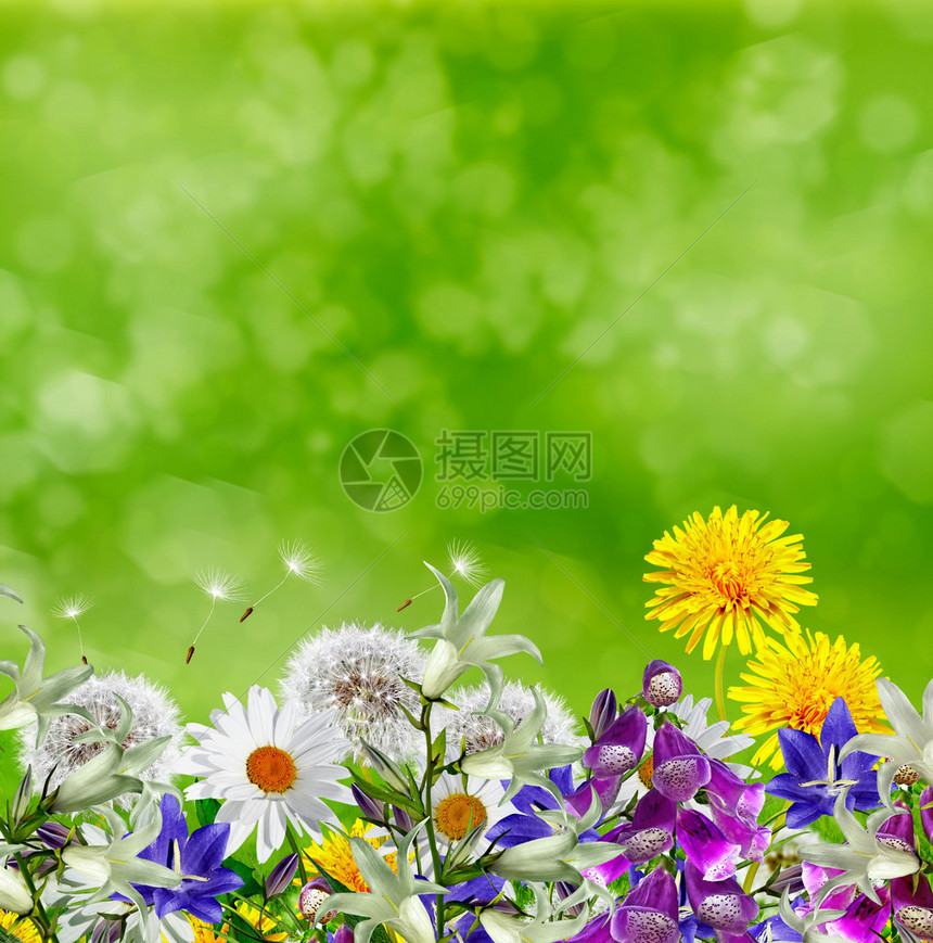 夏季景观花卉图片