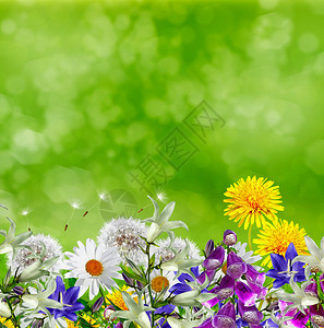 夏季景观花卉图片