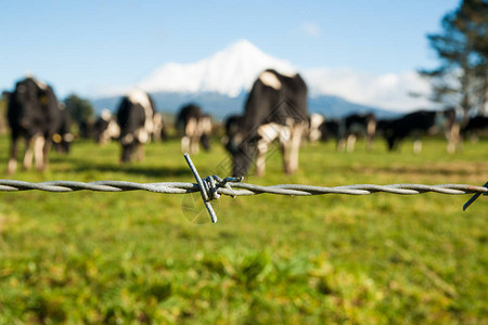 农村形象有刺铁丝网栅栏黑白乳牛和埃格蒙图片