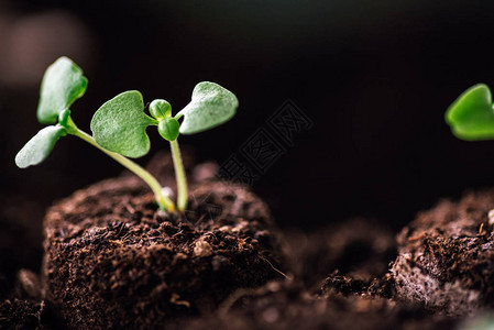 绿芽地面堆的特写图片