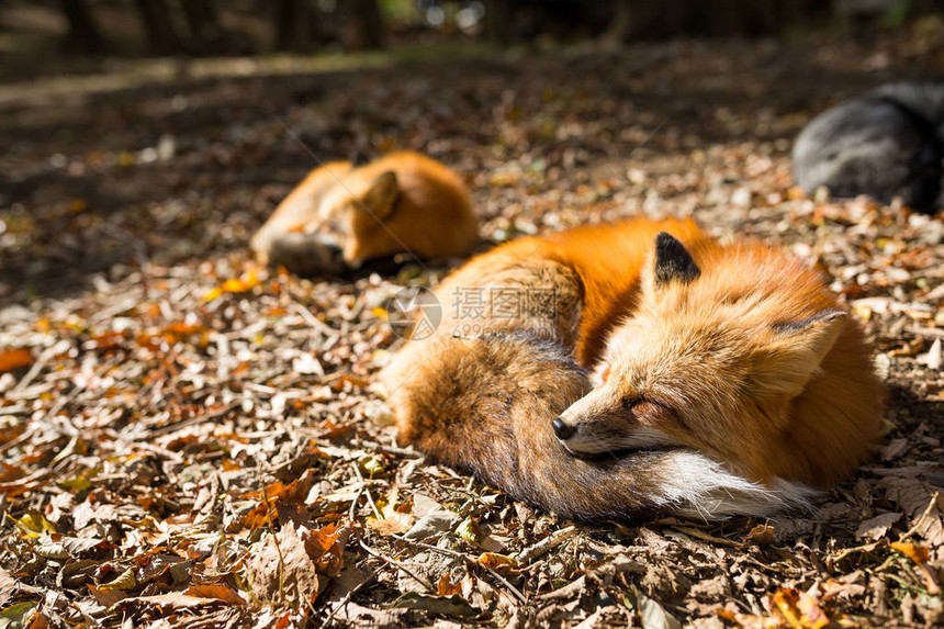 睡在森林里的狐狸日本图片