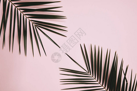 粉红色表面排列的棕榈图片