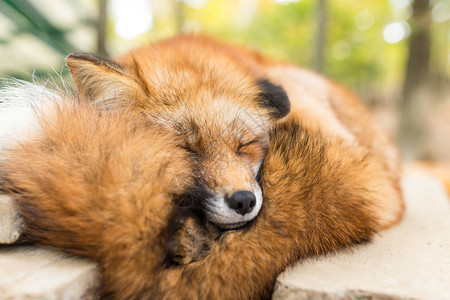 昏欲睡的狐狸在户外特写图片