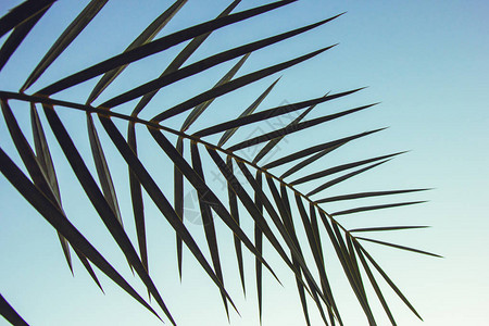 美丽的绿色棕榈叶和蓝天的特写镜头图片
