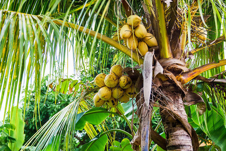 白天岛上有椰子的热带大棕榈树图片