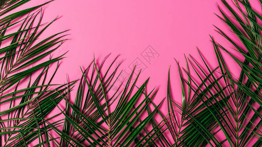 以粉红色背景排列的外来棕榈图片