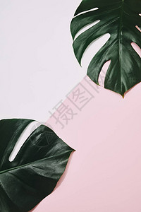 粉红色表面绿色龟背竹叶的顶视图图片