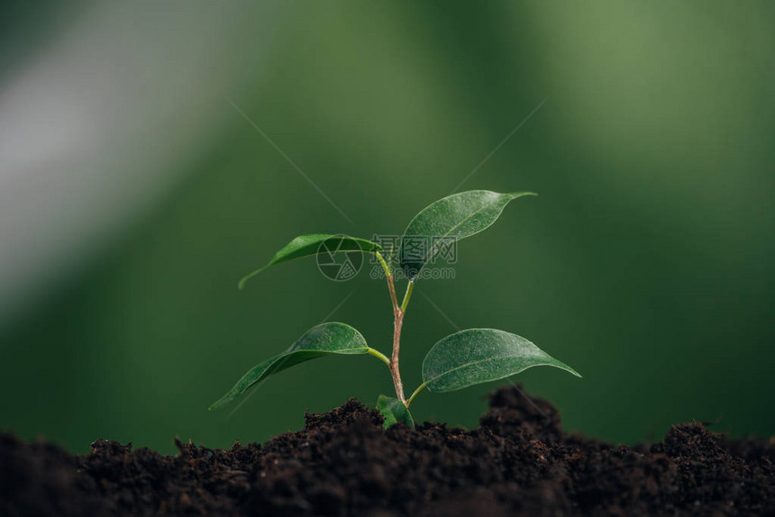 在模糊的日概念下将绿色的青绿植物图片