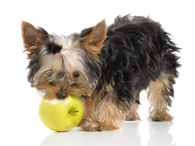 小狗与苹果图片