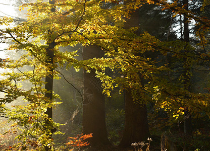 秋天的黎明在森林里图片
