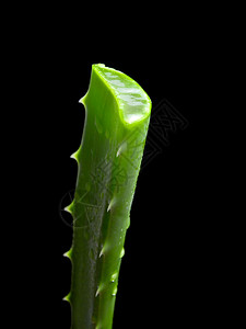 AloeVera仙人掌图片