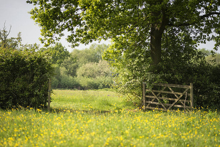 春天阳光下草地的英国乡村景观形象图片