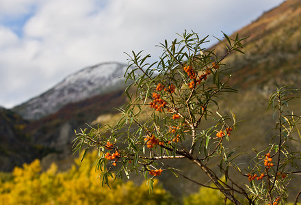 山上成熟的秋季沙棘浆果枝背景图片
