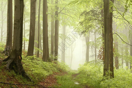 在雨天穿过雾蒙的春天山毛榉森林的小路图片