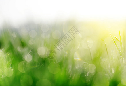 绿色草地上新鲜的春芽SoftFocus图片