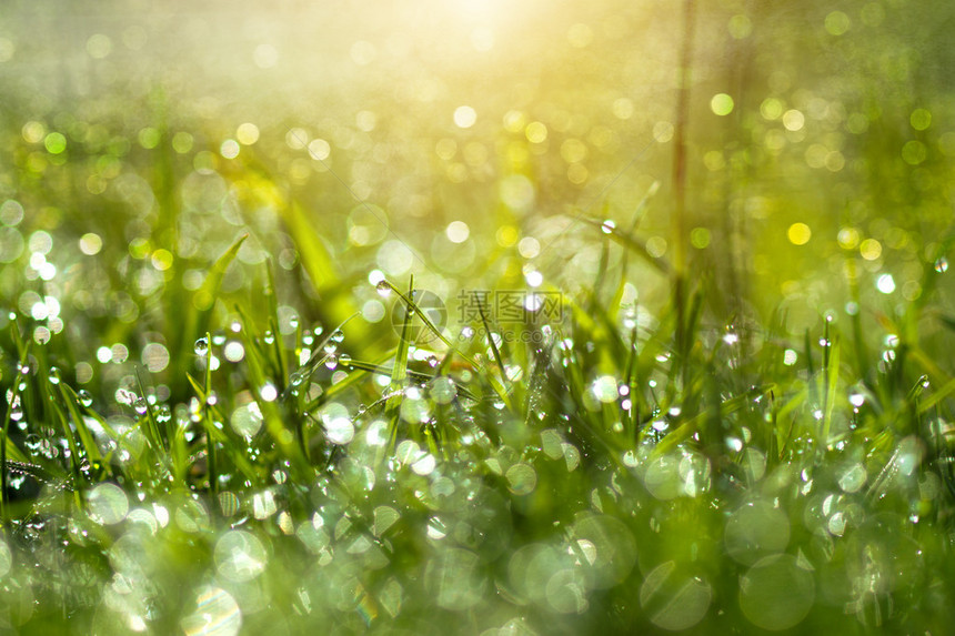 春草上的新鲜晨露天然绿光背景图片