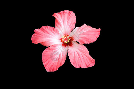 苏丹玫瑰花Hibiscus在黑人背景下图片