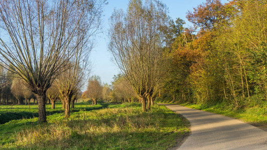 秋色的荷兰柳树图片