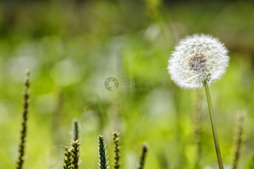 清晨阳光下的丹迪利安种子飞过新的绿色背景图片