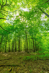夏季的绿色欧洲野林图片