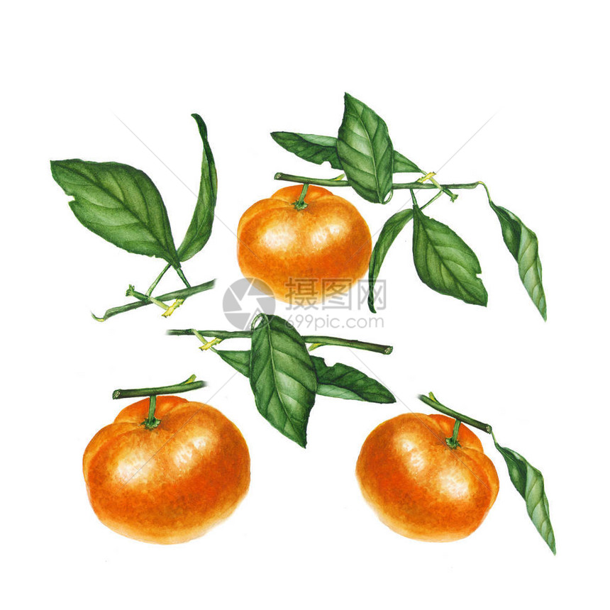在白色背景下分离出的橘子的植物水彩插图可用作网页设计健康市场餐厅菜单设计包装图片