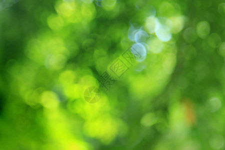 天然绿色模糊背景图片
