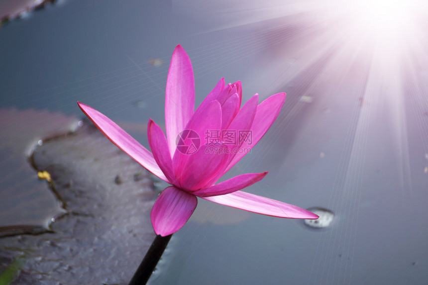 美丽的粉红色睡莲或花图片