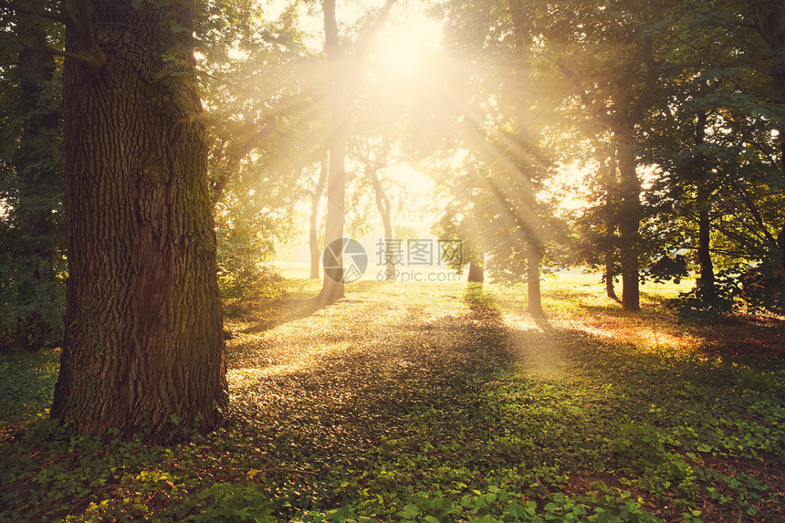 太阳的光穿过公园的树林穿透图片