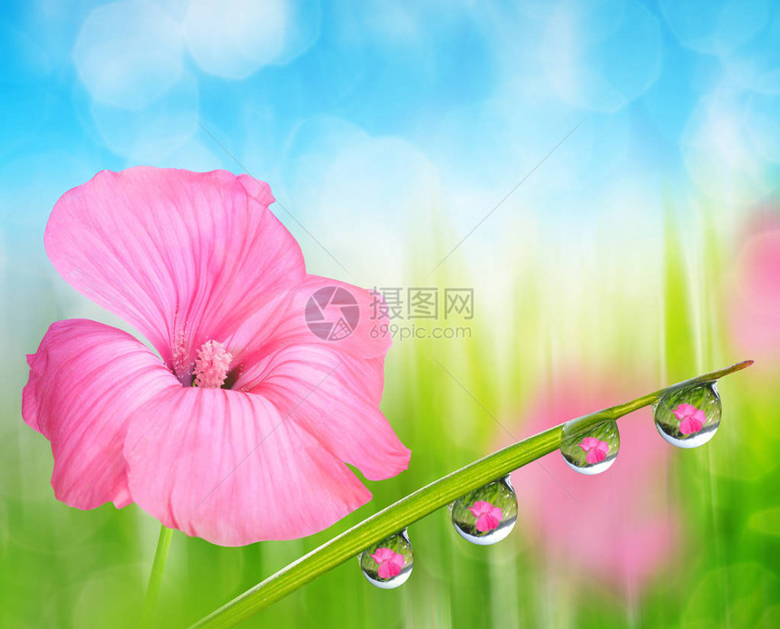粉色花朵和新鲜的绿春草露图片