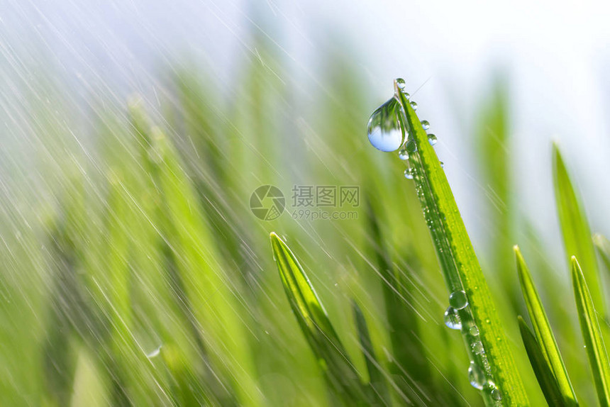 新鲜的绿春草和露水滴图片