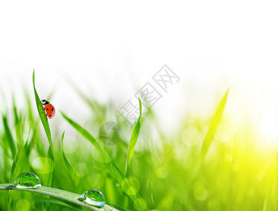 新的绿草有露水滴和大雨的缝合软焦图片